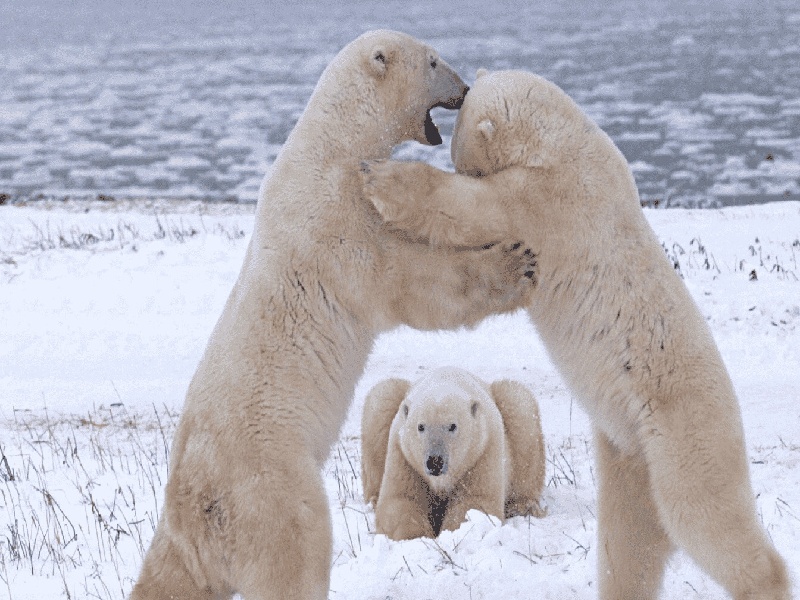 <strong>试管着床咳嗽（鹿胎膏做试管）</strong>